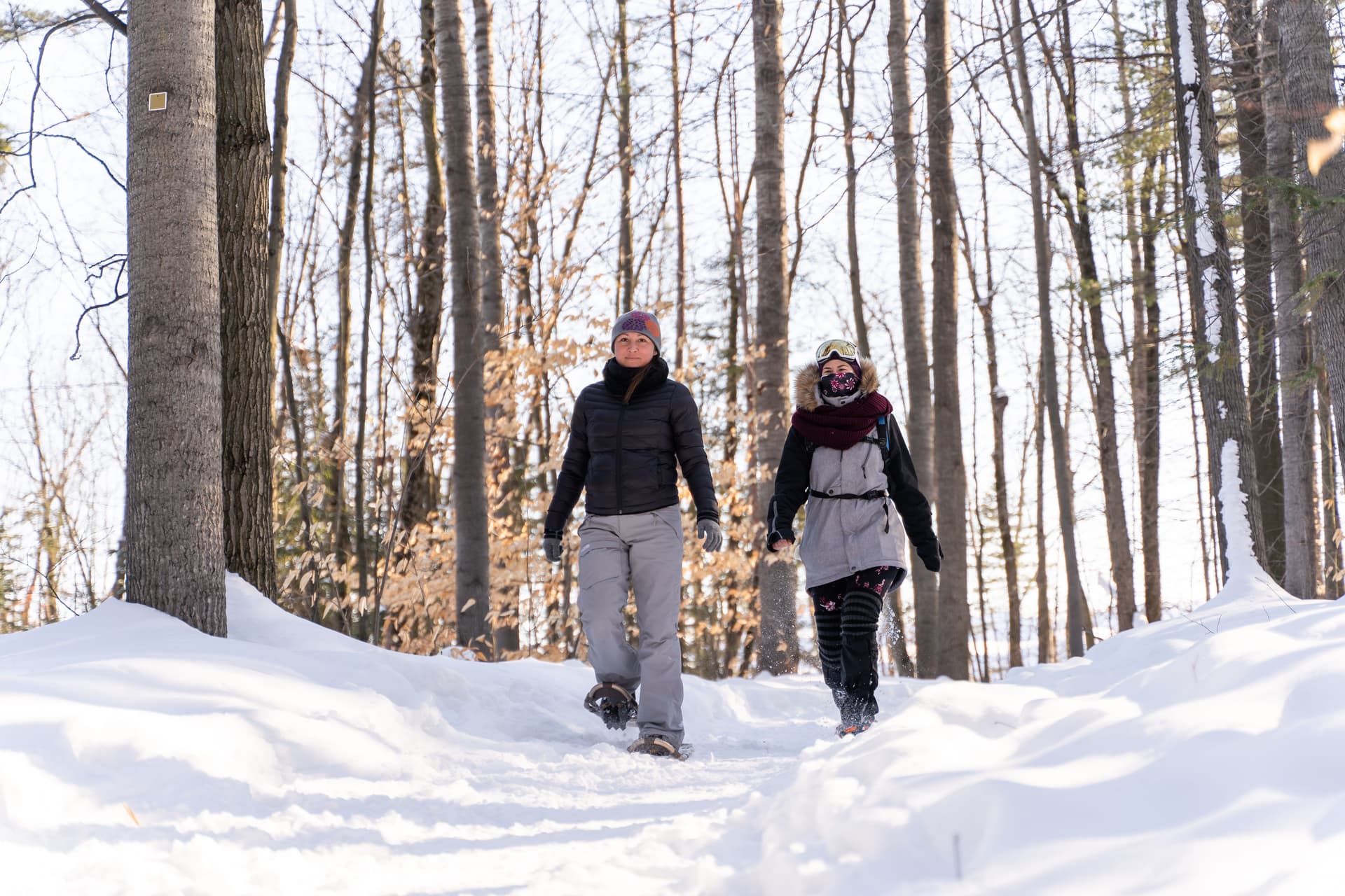 parc régional des greves hiver photo