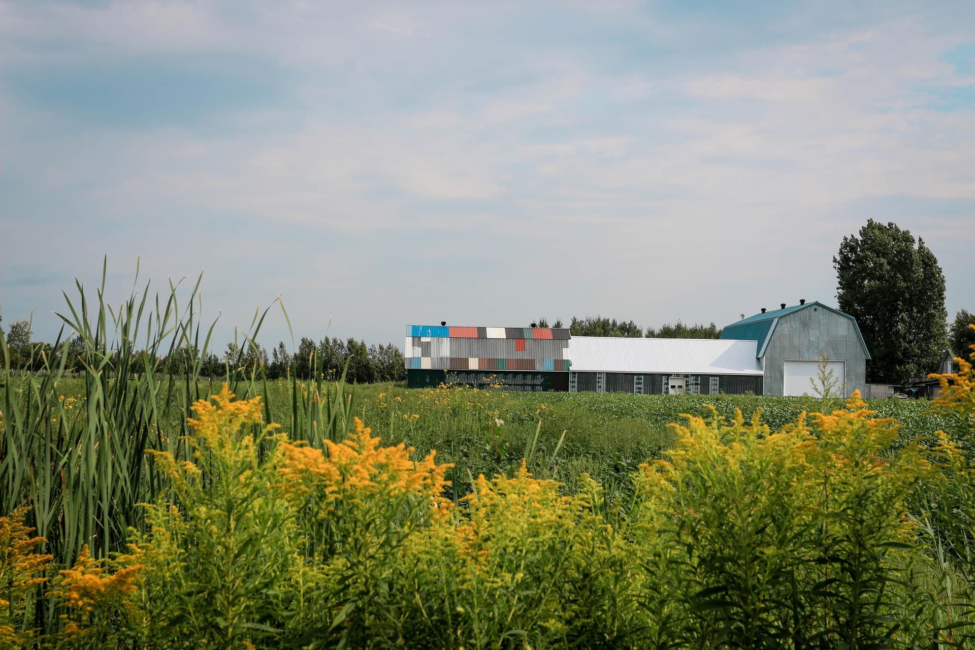 Champ verdoyant parsemé de verge d’or en fleurs avec une grange moderne et colorée en arrière-plan sous ciel légèrement couvert.