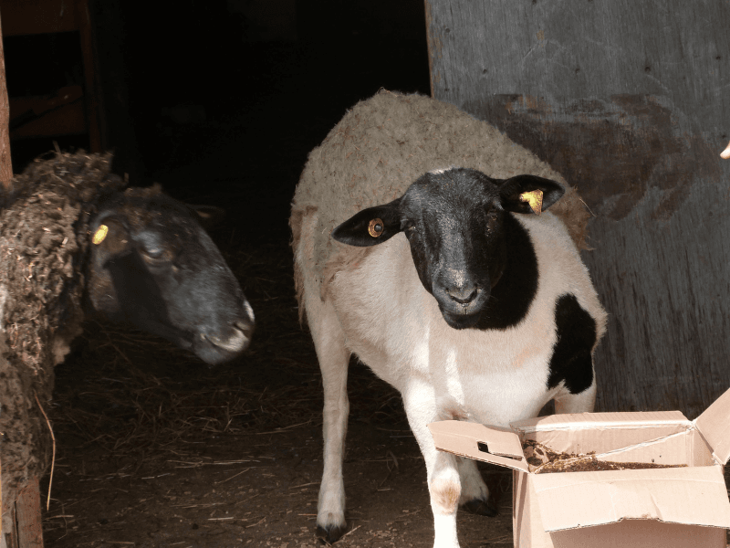 agneaux ferme bermanic