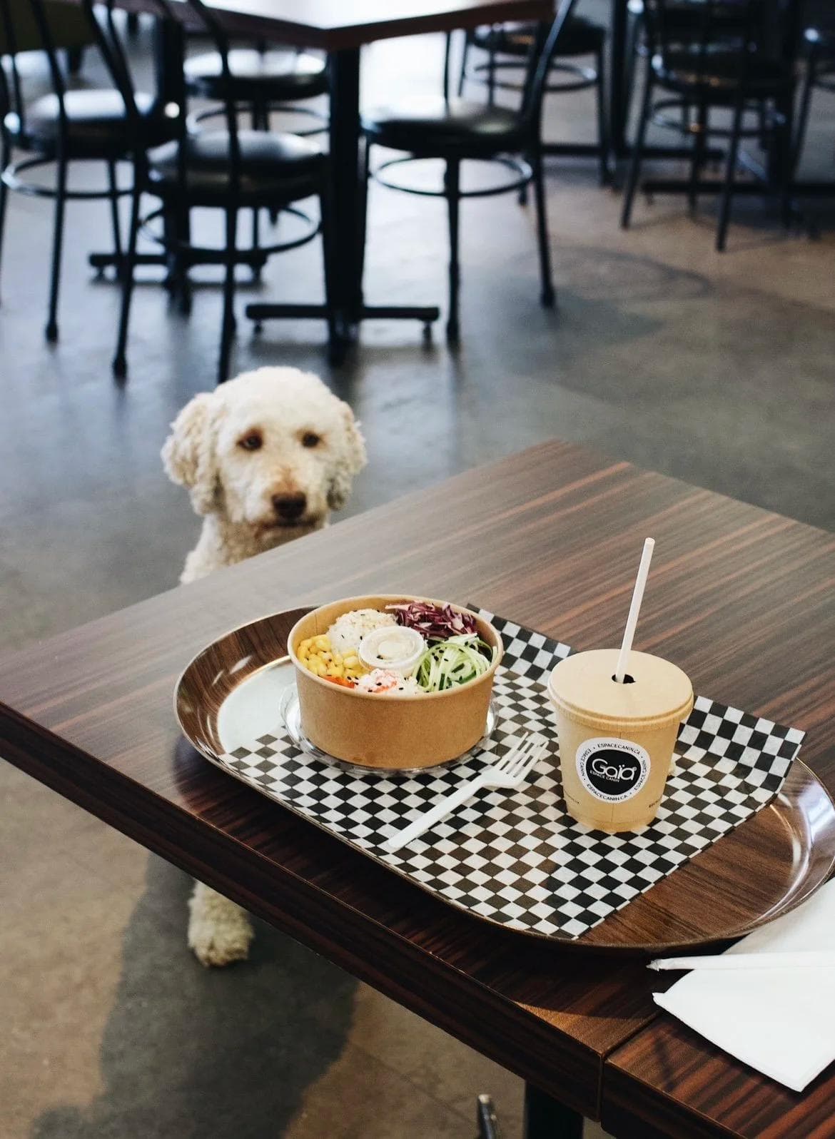 Chez Gaïa Espace Canin