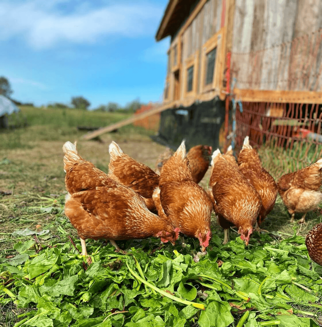 ferme quatre jeudi